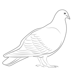 Red Coloration Pigeon Free Coloring Page for Kids