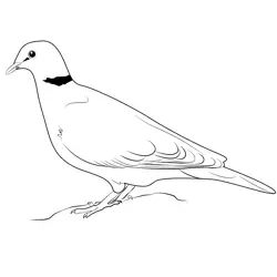 Ring Necked Dove Free Coloring Page for Kids