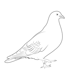 Rock Pigeons Free Coloring Page for Kids