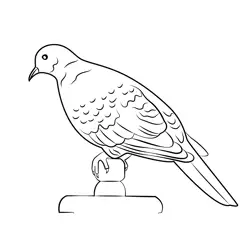 Sitting Collared Dove Free Coloring Page for Kids