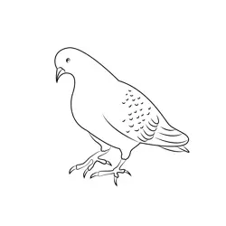 Spotted Dove Sitting Free Coloring Page for Kids