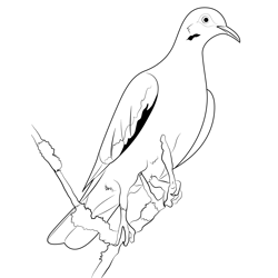 Spotted Dove Free Coloring Page for Kids