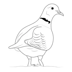 Standing Dove Free Coloring Page for Kids