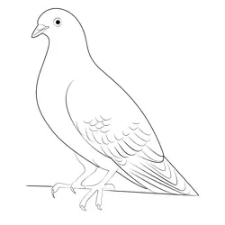 Standing Tall Pigeon Free Coloring Page for Kids