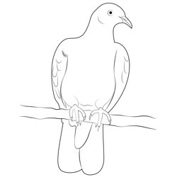 The Common Pigeon Free Coloring Page for Kids