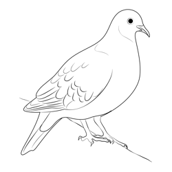 This Rock Dove Free Coloring Page for Kids