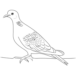 Turtle Dove Free Coloring Page for Kids