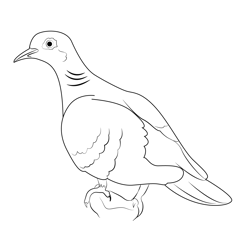 Very Beautiful Dove Bird Free Coloring Page for Kids