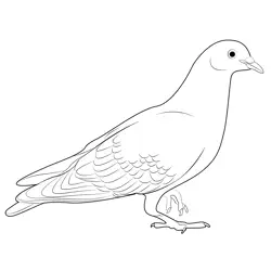 Walk Pigeon Free Coloring Page for Kids