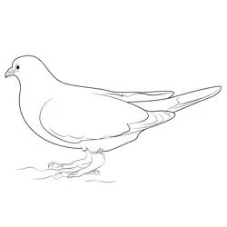 White And Grey Pigeon Free Coloring Page for Kids