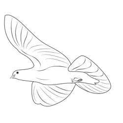 White Dove Bird Flight Free Coloring Page for Kids