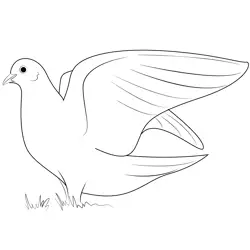 White Dove In Flight Free Coloring Page for Kids
