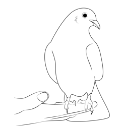 White Dove Resting On A Hand Free Coloring Page for Kids