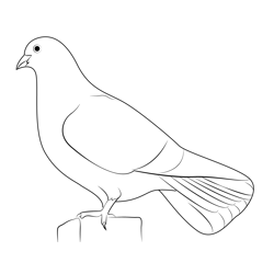 White Dove Free Coloring Page for Kids