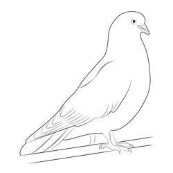 White Indian Pigeon Free Coloring Page for Kids