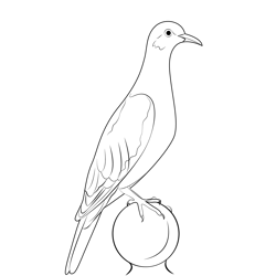 White Winged Dove Free Coloring Page for Kids