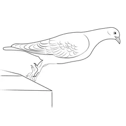 Wild Pigeon Free Coloring Page for Kids