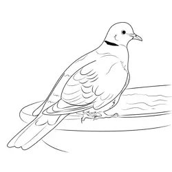 Wildlife Bird Collared Dove Free Coloring Page for Kids