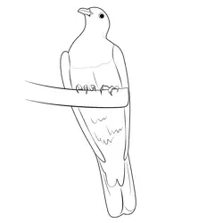 Yellow Bibbed Fruit Dove Free Coloring Page for Kids