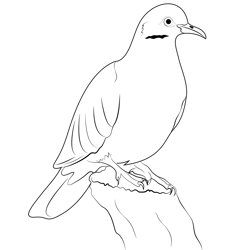Young White Winged Dove Free Coloring Page for Kids
