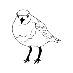Dotterel 1 Free Coloring Page for Kids