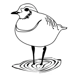 Dotterel 2 Free Coloring Page for Kids