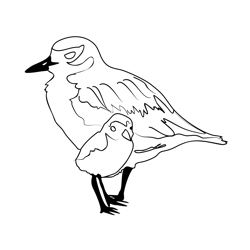 Dotterel 3 Free Coloring Page for Kids