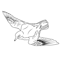 Dotterel 4 Free Coloring Page for Kids