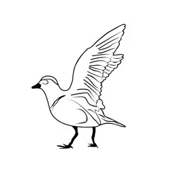 Dotterel 5 Free Coloring Page for Kids