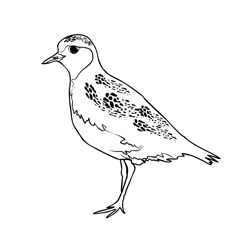Golden Plover 1 Free Coloring Page for Kids