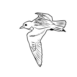 Golden Plover 2 Free Coloring Page for Kids
