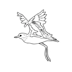 Golden Plover 3 Free Coloring Page for Kids
