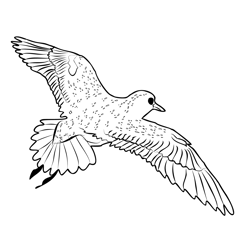 Golden Plover 4 Free Coloring Page for Kids
