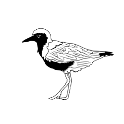 Grey Plover 1 Free Coloring Page for Kids