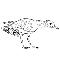 Grey Plover 2 Free Coloring Page for Kids