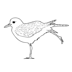Grey Plover 3 Free Coloring Page for Kids