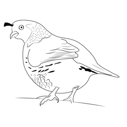 Beautiful California Quail Free Coloring Page for Kids