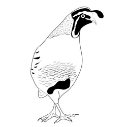 Black California Quail Free Coloring Page for Kids