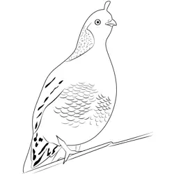 California Quail 1 Free Coloring Page for Kids