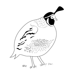 California Quail 10 Free Coloring Page for Kids