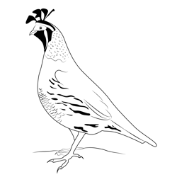 California Quail 11 Free Coloring Page for Kids