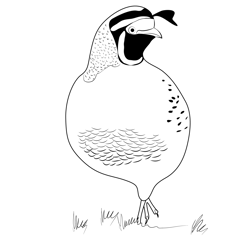 California Quail 12 Free Coloring Page for Kids