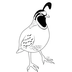 California Quail 13 Free Coloring Page for Kids