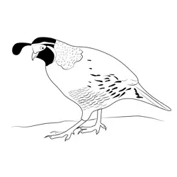 California Quail 14 Free Coloring Page for Kids