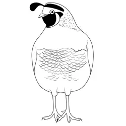 California Quail 2 Free Coloring Page for Kids