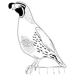 California Quail 3 Free Coloring Page for Kids