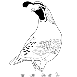California Quail 4 Free Coloring Page for Kids
