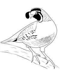 California Quail 5 Free Coloring Page for Kids