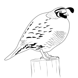 California Quail 6 Free Coloring Page for Kids