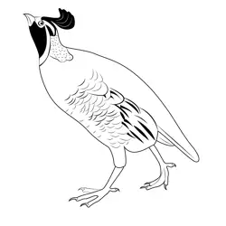 California Quail 7 Free Coloring Page for Kids